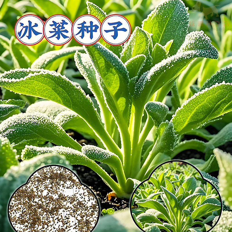 非洲冰草水晶冰菜种子种籽冻不死蔬菜南方种四季种籽冰草菜蔬菜种