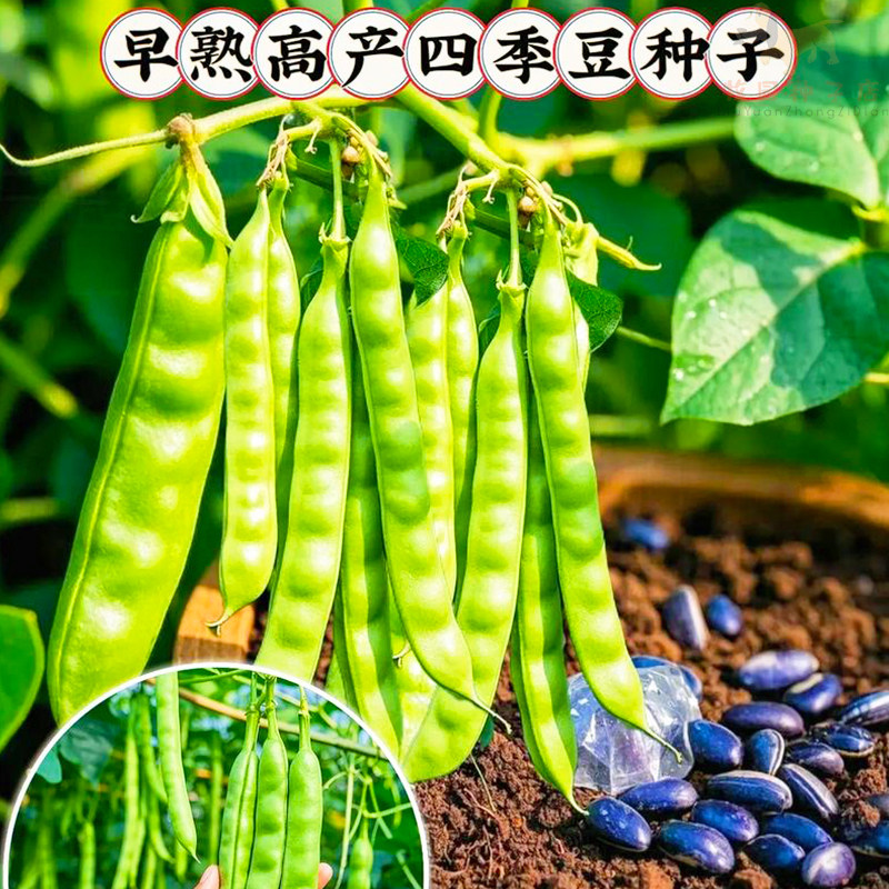 四季豆种孑有架爬藤扁豆高产红花无筋四季豆种籽农家阳台蔬菜种子
