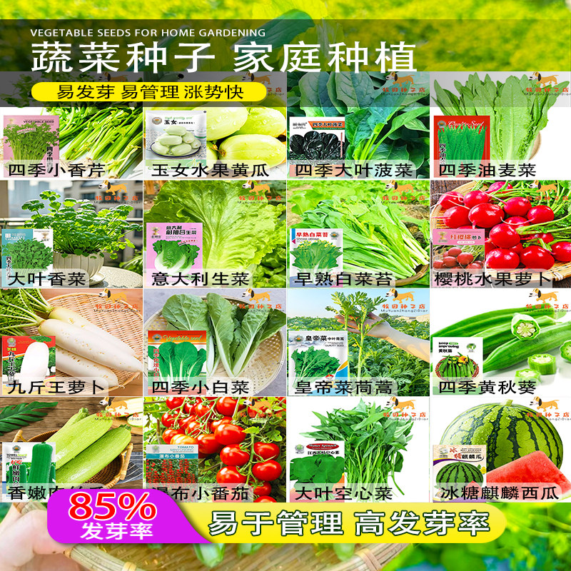 蔬菜种子四季阳台盆栽番茄黄瓜生菜小葱萝卜香葱菜籽蔬菜种孑大全