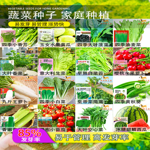 蔬菜种子四季阳台盆栽番茄黄瓜生菜小葱萝卜香葱菜籽蔬菜种孑大全