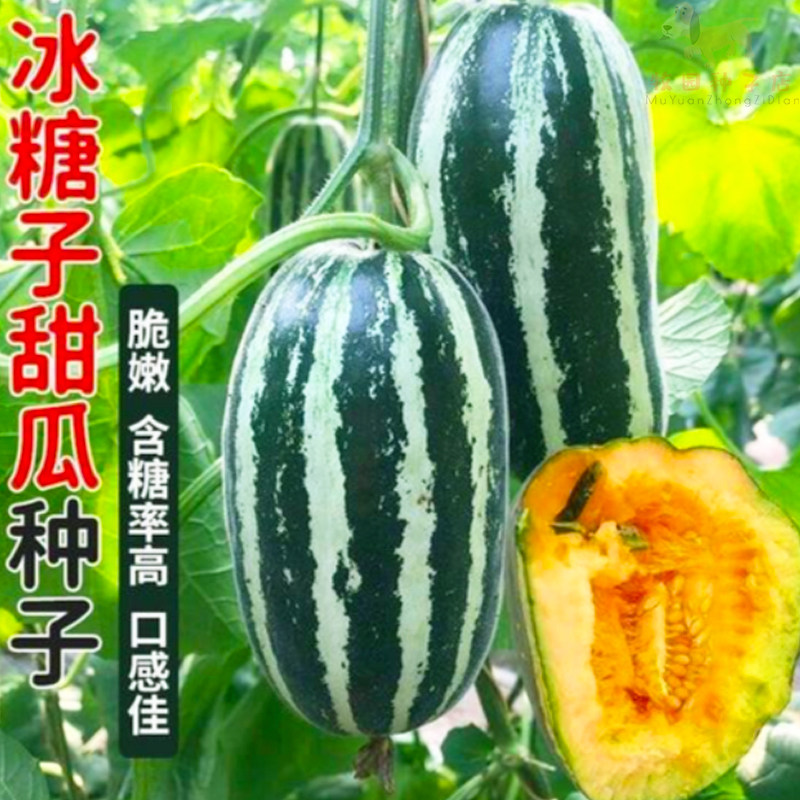 甜掉牙种子四季高产冰糖子甜瓜香瓜种子庭院阳台种植水果甜瓜种子