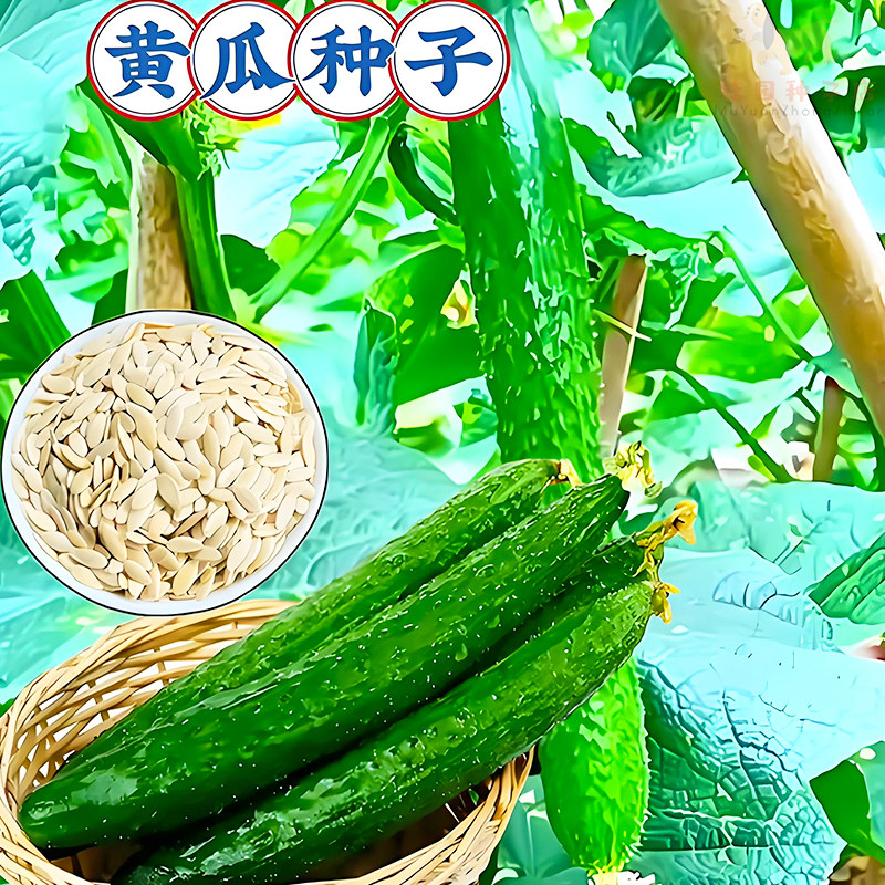 黄瓜种子新品种绿肉心大全水果四季盆栽高产蔬菜瓜种籽津研四号孑
