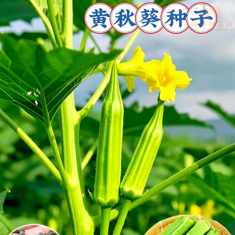 黄秋葵种子四季高产绿秋葵水果种籽春秋易种植盆栽蔬菜孑菜籽大全