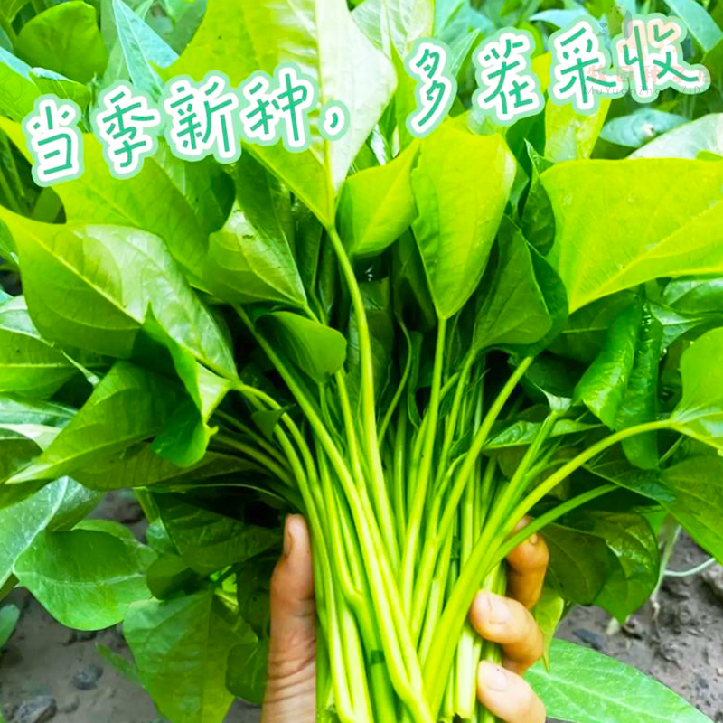 大叶空心菜种子四季高产大叶嫩脆通心菜种籽阳台盆栽易种蔬菜种孑