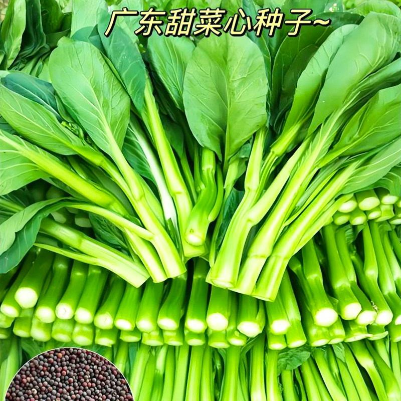 广东四九菜心种子四季播速生菜苔青油甜菜心种籽农家种子四季大全