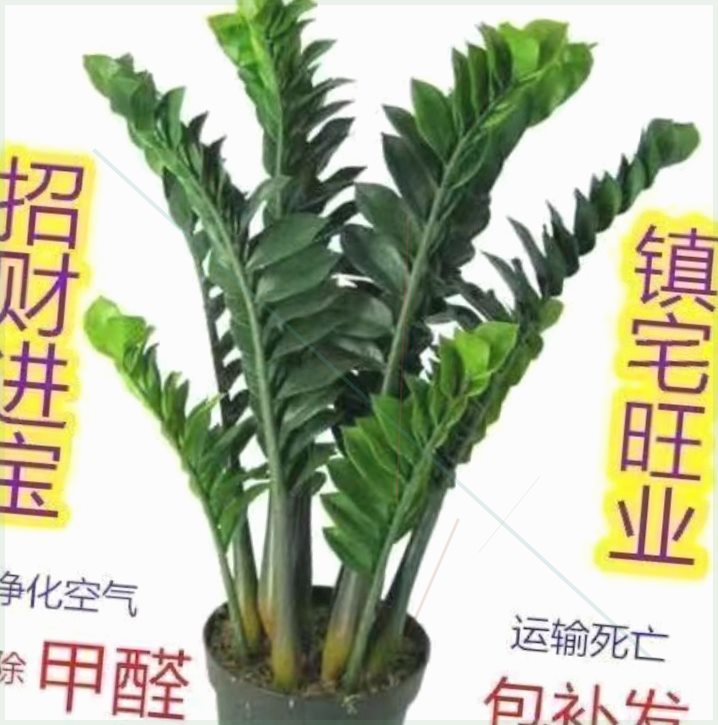 金钱树招财树盆栽植物室内客厅绿植摇钱树办公室盆栽绿色植物盆栽