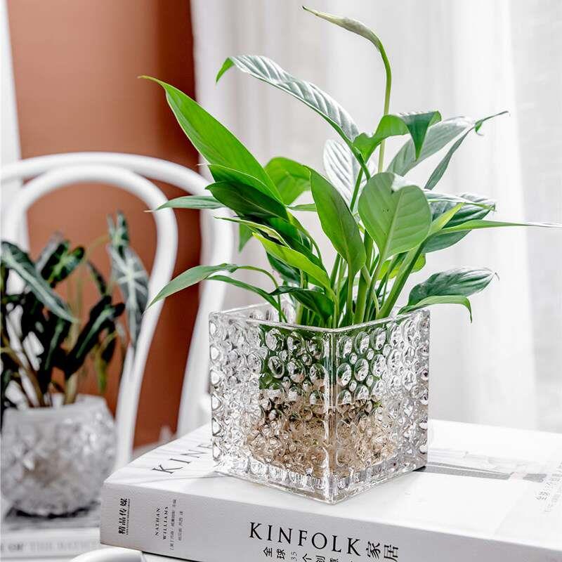 玻璃水培瓶容器铜钱草植物花盆绿萝花瓶透明客厅插花水晶方缸摆件
