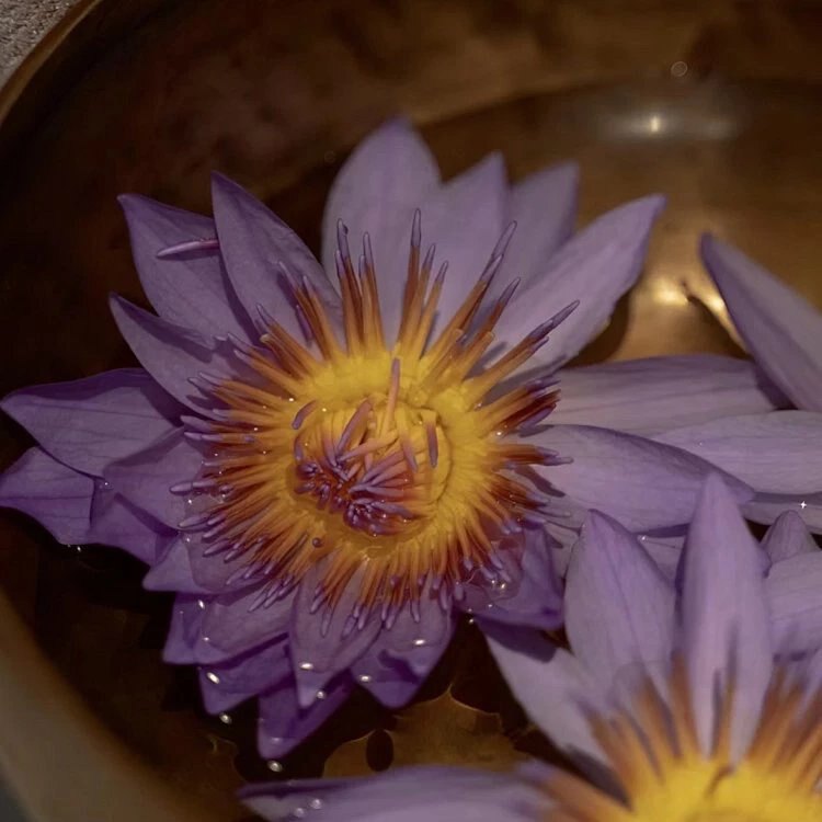 私炎粉 | 坐浴中草药包 外yin.芷y 荼菌 异味 女性 私密护理