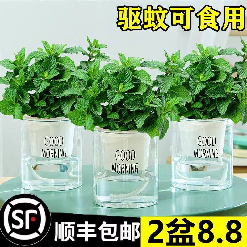 柠檬薄荷盆栽可食用室内绿植物迷迭香薄荷叶苗驱蚊草水培好养花卉