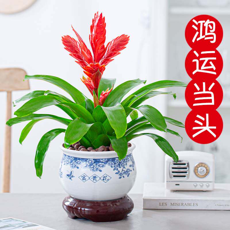 鸿运当头招财手万年红玉扇盆栽植物办公室内好养四季观花净化空气
