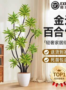 客厅绿植金边百合竹北欧风盆栽易养落地摆件沙发边净化空气装饰