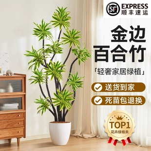 客厅绿植金边百合竹北欧风盆栽易养落地摆件沙发边净化空气装饰
