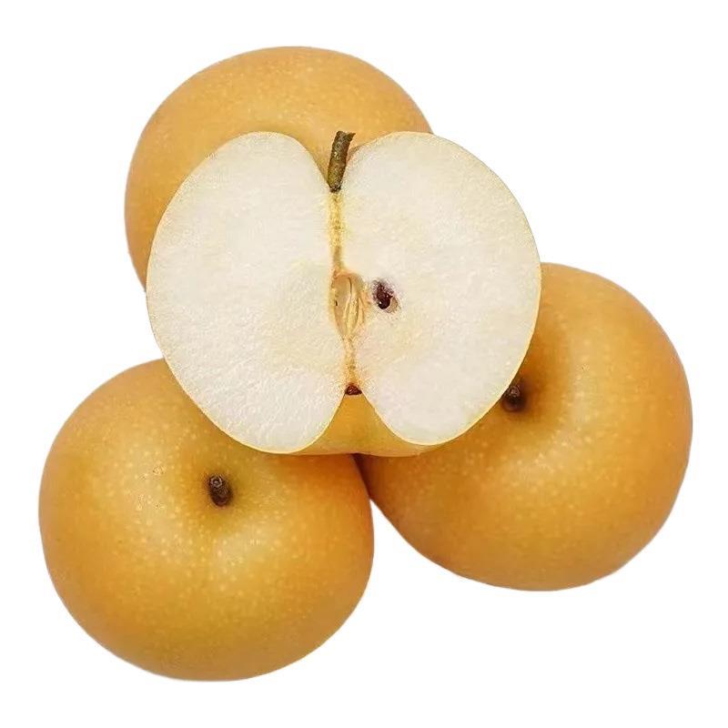 山东安徽秋月梨新鲜水果子