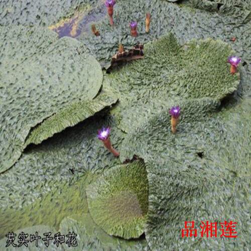 家自种圆粒芡红芡实鸡头米农 芡实500g 实包邮口感粉Q RUR劲耐嚼