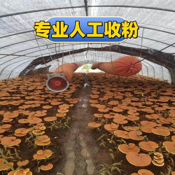 长斤白GQL山柞木段种斤植 灵芝孢子1装 2装 3粉斤装