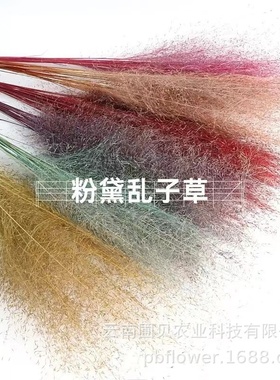 云南花者蚊子草家居装饰摆件网红拍摄道具粉黛乱子草干花批发