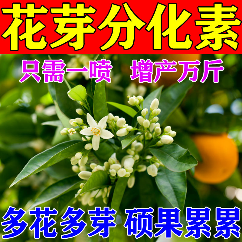 花芽分化素促花催花座果灵细胞分裂素荔枝专用果树授粉保花保果药