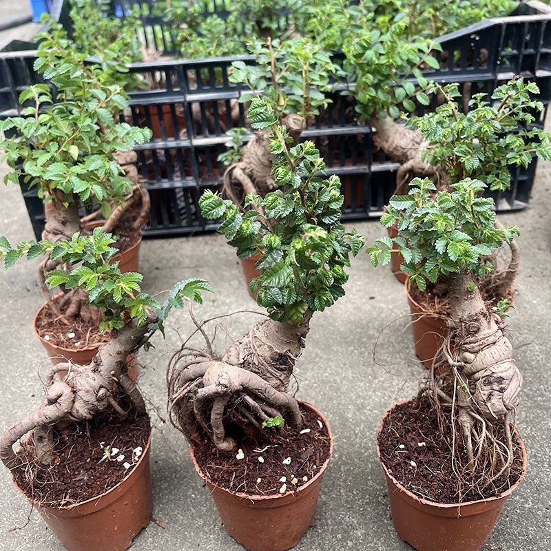 小叶榆树老桩盆景适合懒人养的植物茶桌绿植摆件小树X盆栽小型迷