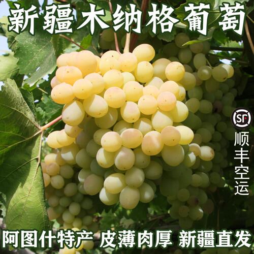 新疆阿图什木纳格葡萄有籽葡萄现摘先发新鲜水果葡萄