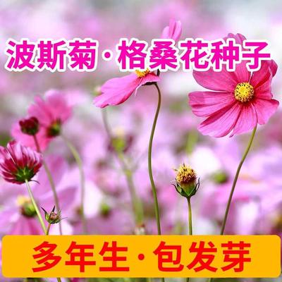 四季波斯菊种子五颜六色混色种子花朵秋季鲜花矮杆格桑花孑格桑花