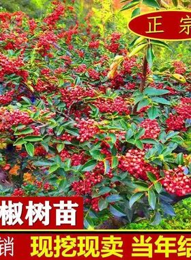 花椒树苗大红袍花椒苗麻椒盆栽地栽耐寒耐旱南方北方种植当年结果