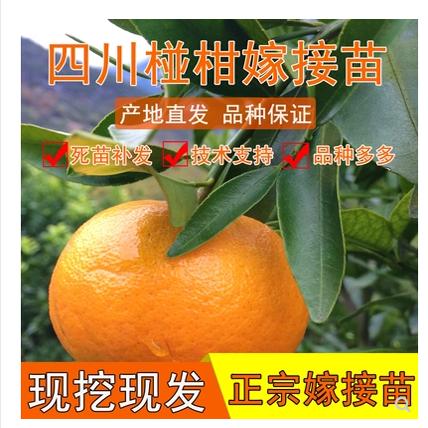 碰柑苗 嫁接碰柑苗 柑橘树苗 嫁接柑桔苗 芦柑桔子树苗 芦柑苗