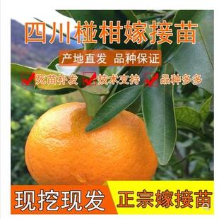 碰柑苗 嫁接碰柑苗 柑橘树苗 嫁接柑桔苗 芦柑桔子树苗 芦柑苗