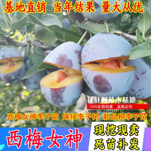西梅女神李子苗 嫁接李子树 新品种李子苗 南方北方种植 当年结果