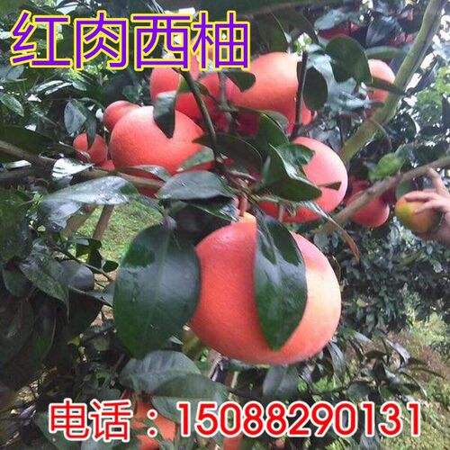 嫁接红心西柚苗台湾甜葡萄柚苗红宝石西柚树苗南北方种植当年结果