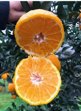 丑橘苗丑桔树苗不知火柑橘春见丑八怪粑粑柑树苗椪柑苗橘子苗