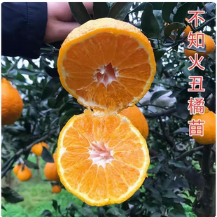 丑橘苗丑桔树苗不知火柑橘春见丑八怪粑粑柑树苗椪柑苗橘子苗