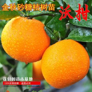 正宗沃柑树苗沃柑苗金秋砂糖桔树苗金秋沙糖桔苗新会柑苗茶枝柑苗
