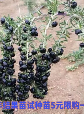 黑枸杞树苗宁夏新疆红色食用枸杞苗老桩盆景盆栽种植枸杞子果树苗