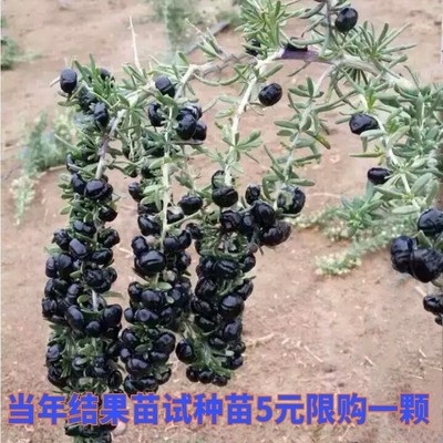 黑枸杞树苗宁夏新疆红色枸杞苗