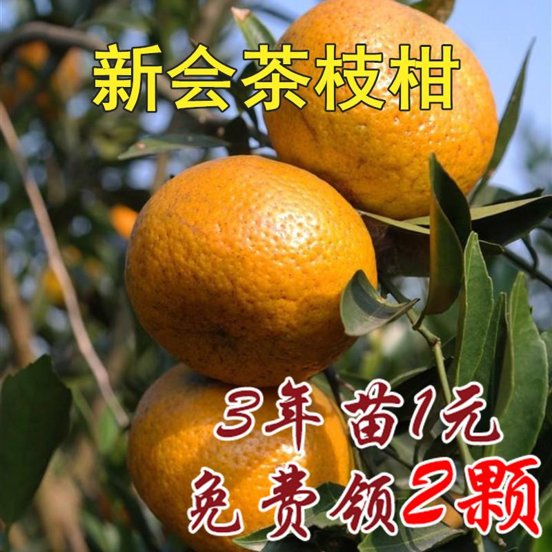 正宗嫁接新会柑大红柑茶枝柑种苗树柑桔果为新会陈皮用柑橘子树苗
