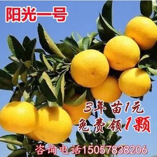 甜桔柚高糖柚子树苗阳光一号桔柚树嫁接黄金柑桔子树苗黄金柚子苗