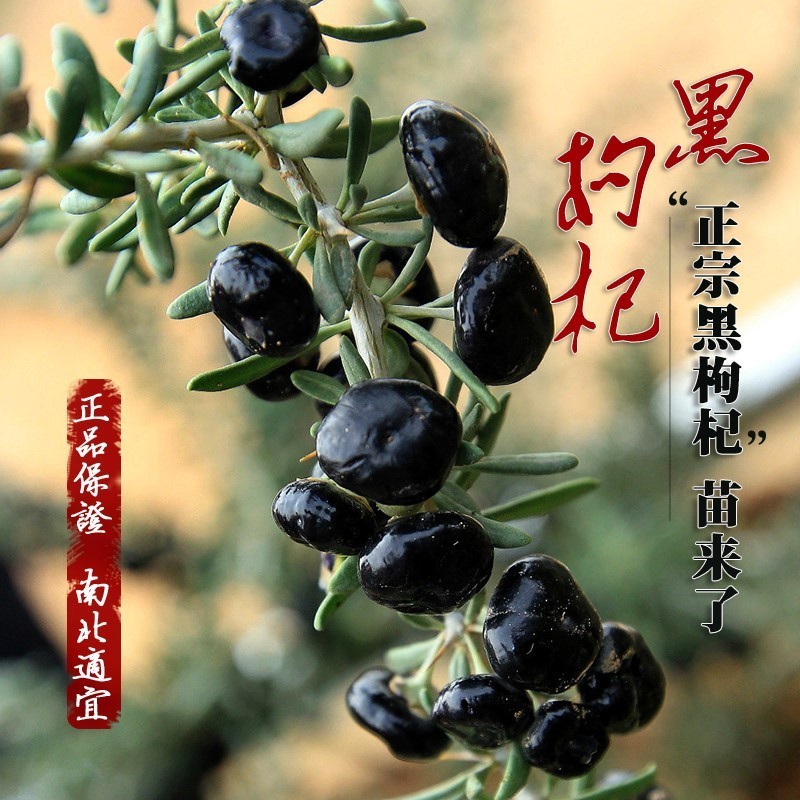 黑枸杞苗盆栽地栽果树苗南北方种植宁夏野生红枸杞树苗当年结果