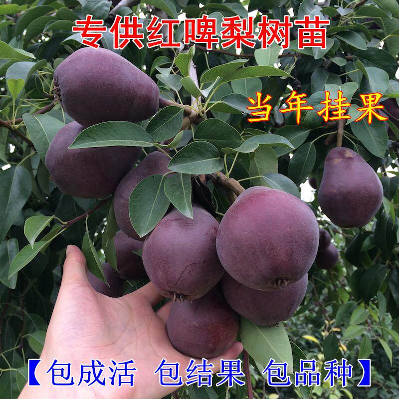红啤梨树苗梨树苗地栽红梨树苗果树嫁接苗当年结果庭院种植