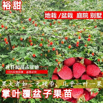 掌叶覆盆子 红树莓树苗果树苗 南方种植 盆栽地栽 庭院水果树莓