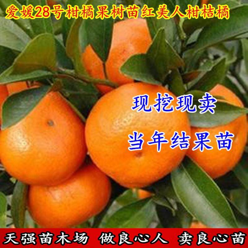 爱媛28号柑橘果树苗红美人柑桔橘嫁接苗 桔子苗果苗厂家直销