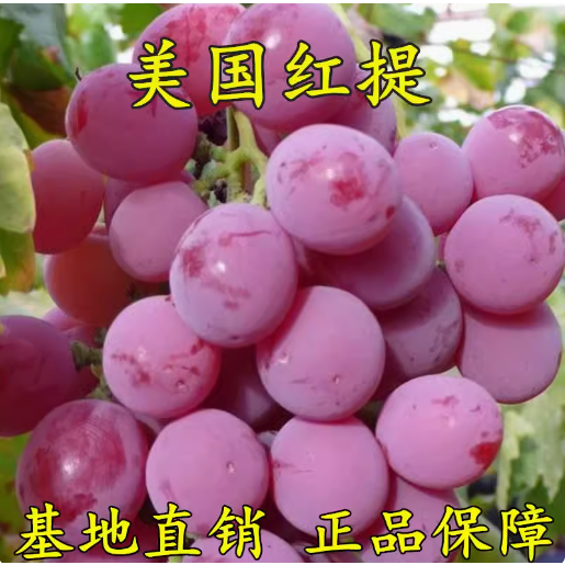 美国红提葡萄苗 红提子 红地球嫁接葡萄树苗当年结果南北方果树苗