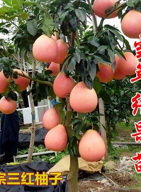 正宗福建平和三红柚子苗 红心柚子树苗红肉蜜柚嫁接大苗当年挂果