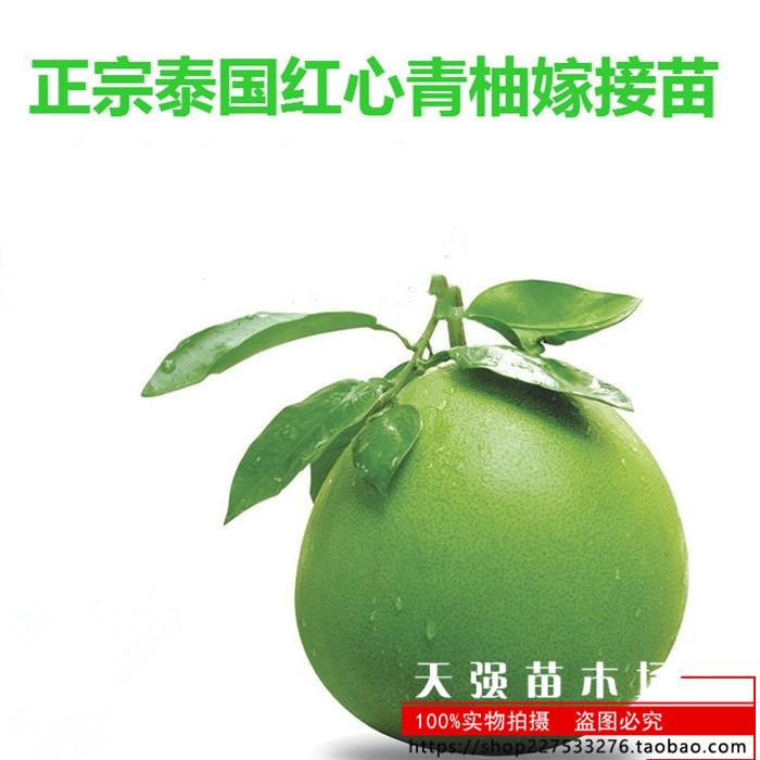 越南红心青柚苗 翡翠血柚苗 青皮红肉红心柚子树苗 当年结果树苗