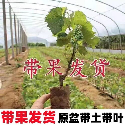 庭院爬藤葡萄苗盆栽原盆原土带叶带果葡萄树苗南北方耐寒当年结果