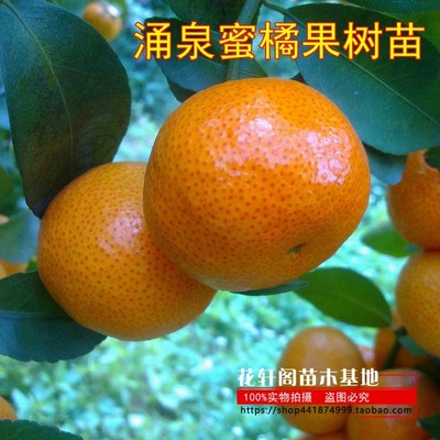 嫁接无核涌泉蜜橘苗 临海涌泉蜜桔树苗 早熟柑橘树苗 宫川蜜桔苗