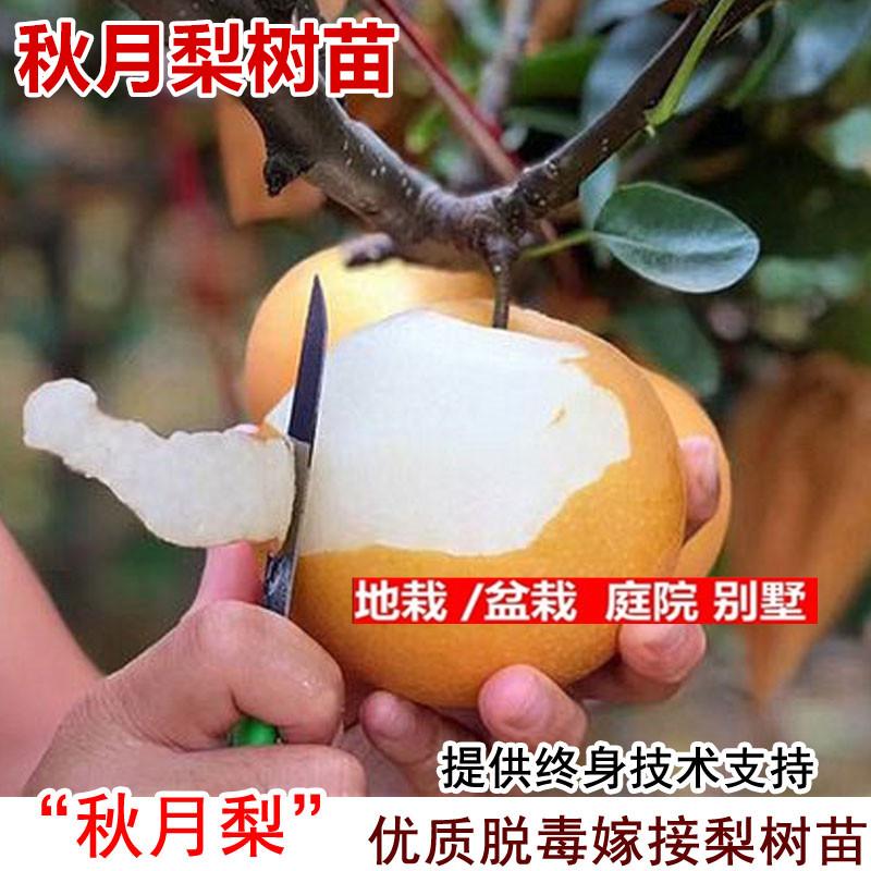 梨树果苗嫁接薄皮秋月梨树苗冰糖蜜梨脆甜北南方庭院种植当年结果