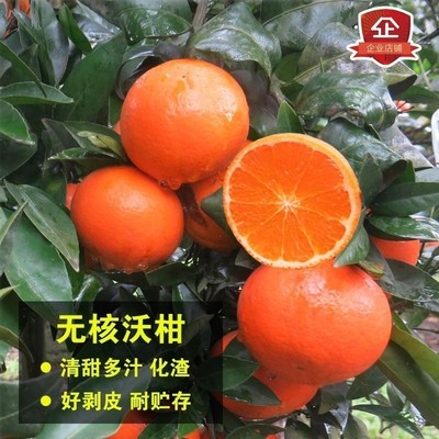 无籽沃柑苗 091无核 沃柑树苗 香橙头钻木嫁接橘子苗盆栽地栽柑橘