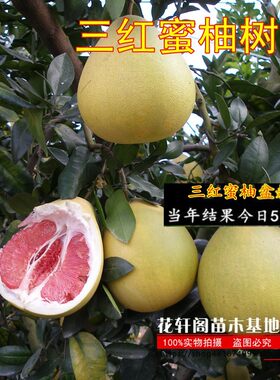 速生正宗福建平和琯溪嫁接三红蜜柚树苗红心柚子树苗