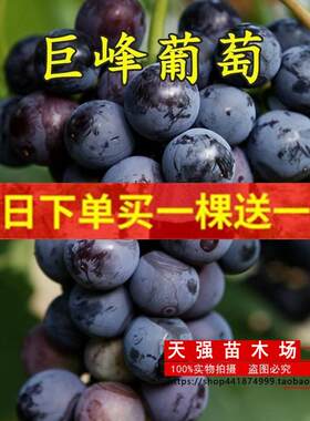 巨峰葡萄苗盆栽庭院爬藤果树苗