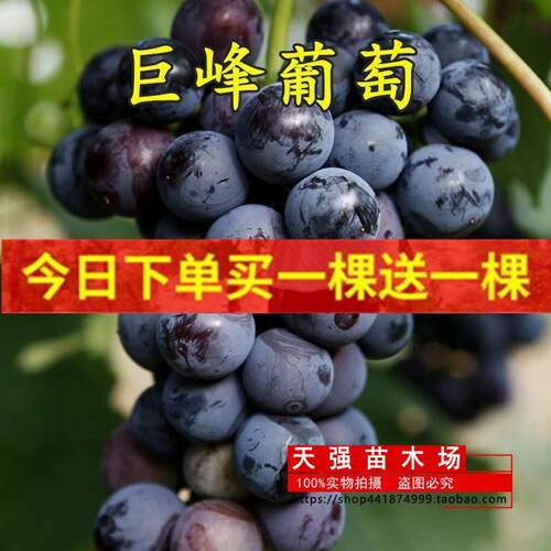 巨峰葡萄苗盆栽庭院爬藤果树苗